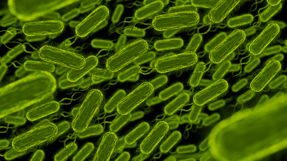 En los últimos cinco años las infecciones por Listeria monocytogenes han ido al alza.